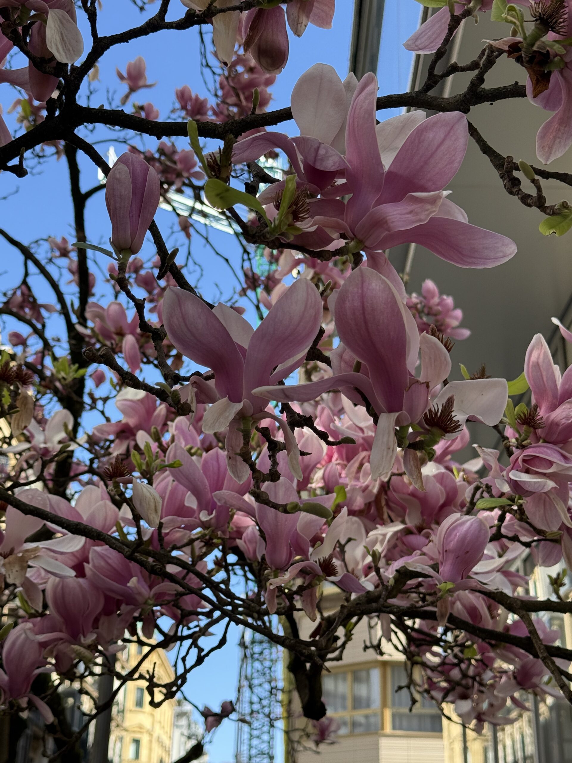 San Sebastian – Lördagsshopping och lite  research